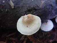 Lentinus tigrinus image