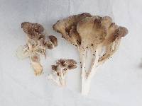 Polyporus umbellatus image