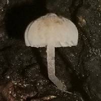 Mycena corticola image