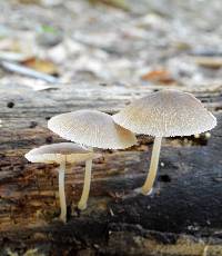 Pluteus longistriatus image