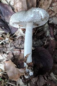 Agaricus moelleri image