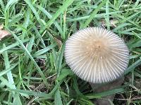 Parasola auricoma image