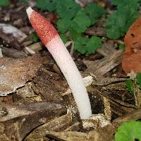 Phallus ravenelii image