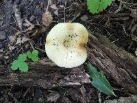 Lactarius maculatipes image