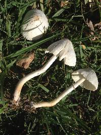 Leucocoprinus cepistipes image