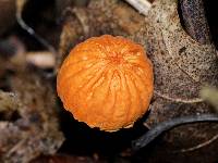 Marasmius siccus image