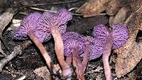 Laccaria amethystina image