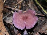 Laccaria amethystina image