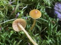 Galerina sphagnorum image