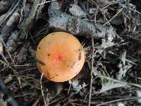 Russula decipiens image