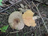 Lactarius pyrogalus image