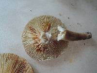 Lactarius fuliginosus image