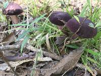 Tylopilus badiceps image