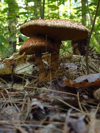 Suillus spraguei image
