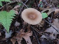 Lactarius lignyotus image