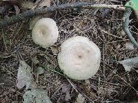 Lactarius pyrogalus image