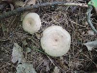 Lactarius pyrogalus image