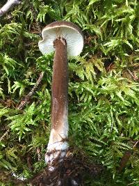 Lactarius lignyotus var. lignyotus image