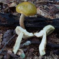 Leccinum longicurvipes image