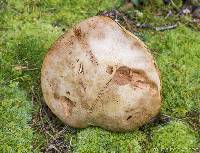 Boletus huronensis image