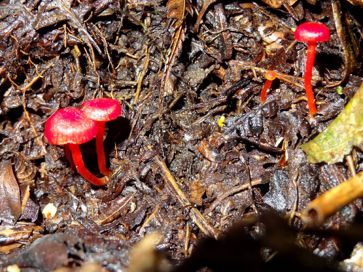 Hygrocybe hypohaemacta image