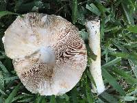 Amanita nauseosa image