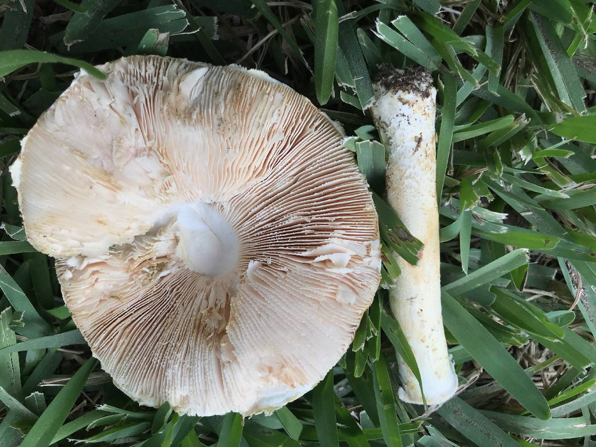 Amanita nauseosa image