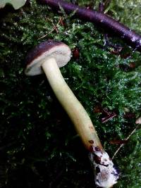 Imleria badia image