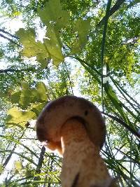 Suillus americanus image
