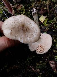 Pluteus salicinus image