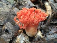 Ramaria formosa image