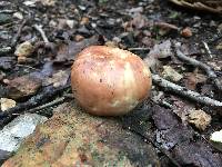 Russula vesca image