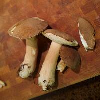 Boletus variipes image