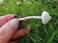 Inocybe geophylla image