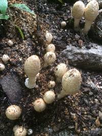 Coprinopsis variegata image