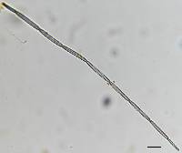 Tolypocladium longisegmentatum image