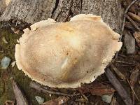 Tricholoma saponaceum image