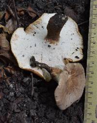 Polyporus radicatus image