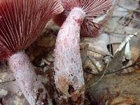 Lactarius subpurpureus image