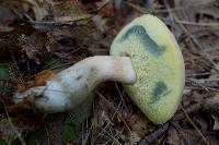 Boletus pallidus image