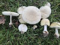 Amanita pubescens image