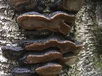 Phellinus lundellii image