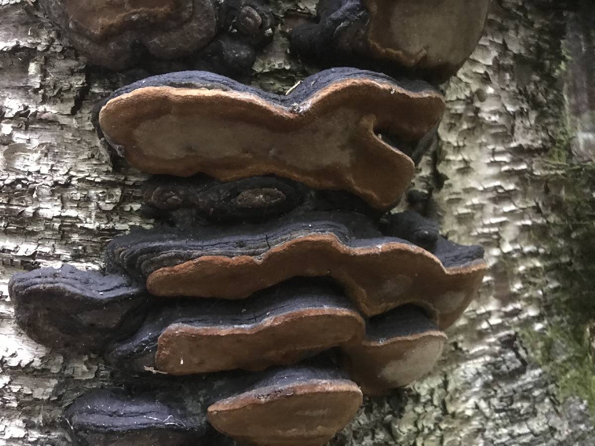 Phellinus lundellii image