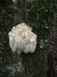 Hericium americanum image