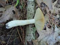 Russula pectinatoides image