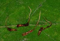 Cordyceps stylophora image