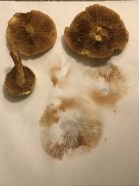 Pholiota alnicola image