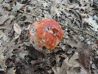 Boletus chippewaensis image