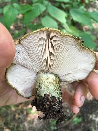 Lactarius atroviridis image