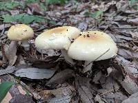 Amanita orientigemmata image